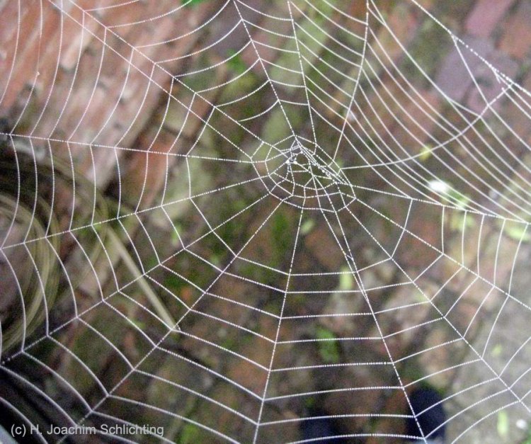 Wie-sich-Spinnnennetze-span