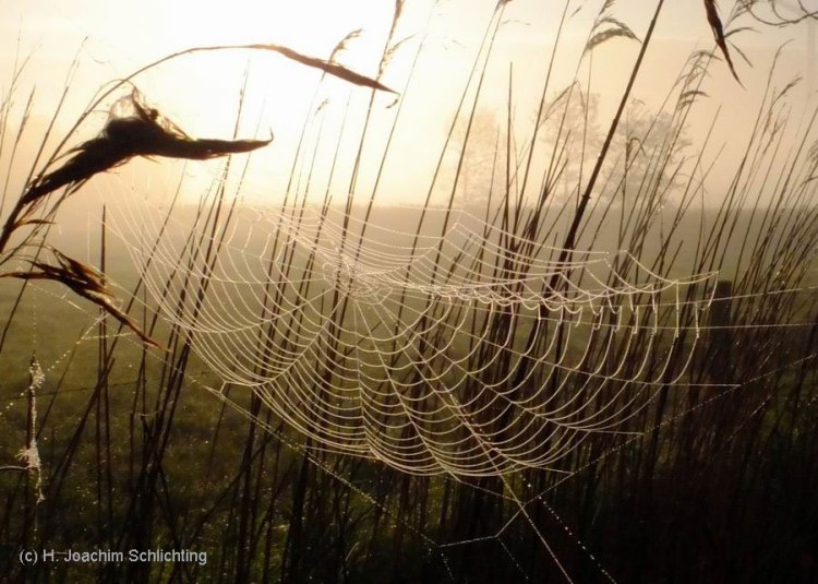 Spinnennetz_Herbst_rv